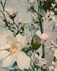 white flowers on a tree